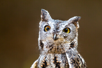 Visiting a little screech owl