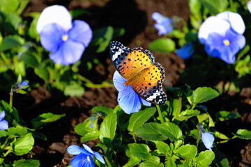 青いパンジーにとまって翅を広げた雌のツマグロヒョウモン