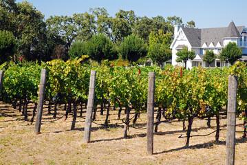 Fototapeta na wymiar A vineyard in the Napa Valley