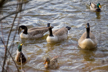 Group of Ducks in the lake at Loch Raven Baltimore Maryland USA
