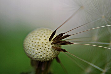 Closeup of dandelion seed/ conceptual image of luck and good wishes