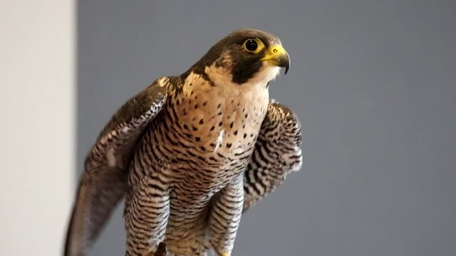 Beautiful Peregrine Falcon Bird Of Prey Close-up