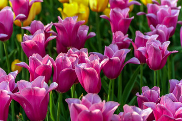 Obraz premium Dutch flowers Tulips Mixed Colors