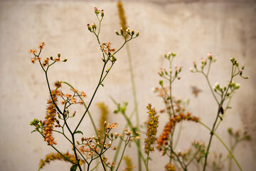 Grass flowers on a cement wall
