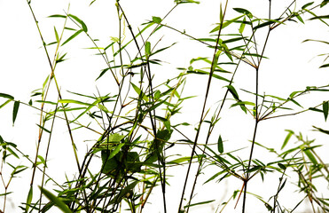 Branches of bamboo tree on white