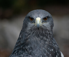 Fototapeta premium an intimidating look