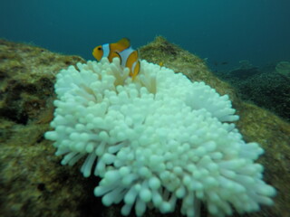 Clown Fish in The Corals