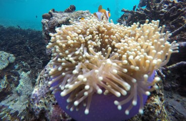 Naklejka na ściany i meble Clown Fish in The Corals