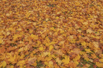 Autumn colors in a landscape Oregon state.