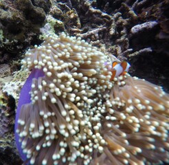 Naklejka na ściany i meble Clown Fish in The Corals
