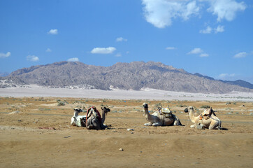 Obraz premium Camels waiting for a ride. popular touristic place. Egypt, Sharm El Sheikh