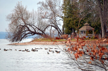 Nature in Canada begging of winter 