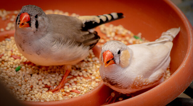 High angle shot of zebra finch birds eating seeds on a bowl