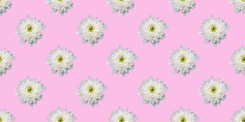 beautiful background with flowers seamless pattern with white chrysanthemum