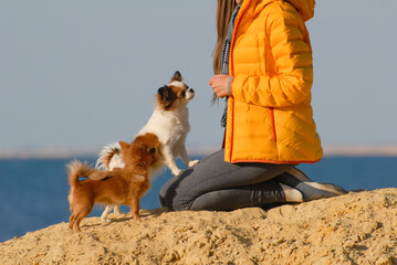 female dog owner in yellow jacket sitting on knees with her two obedient small pet dogs on sand beach near sea