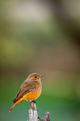 Black redstart or Phoenicurus ochruros beautiful bird portrait with natural green background at keoladeo national park or bharatpur bird sanctuary rajasthan india