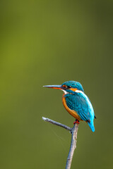 common kingfisher or Alcedo atthis is a small colorful bird portrait with natural green background at keoladeo ghana national park or bharatpur bird sanctuary rajasthan india