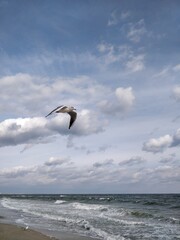 seagull in flight