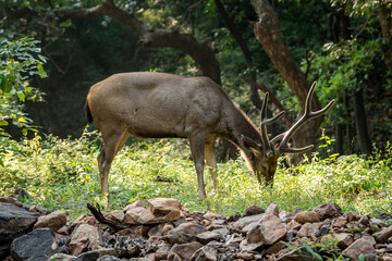 Sambar deer or rusa unicolor in forest. side profile of sambar deer with tail up in beautiful winter light and in green background at ranthambore national park rajasthan india