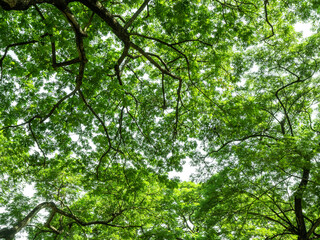 Fototapeta premium nature green leaf background of monkey pod tree leaves shrub and branch from bottom view angle a beautiful shady scene in the park