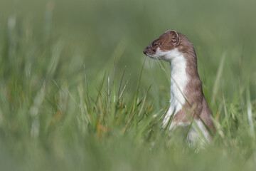  Gro&szlig;es Wiesel - Kurzschwanzwiesel - Hermelin