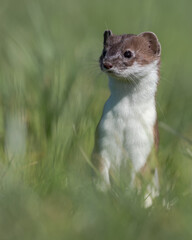  Großes Wiesel - Kurzschwanzwiesel - Hermelin
