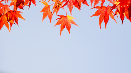 red and yellow leaves