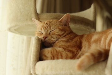 陽だまりで気持ちよく寝る猫アメリカンショートヘアレッドタビー
American shorthair cat that sleeps comfortably in the sunshine.