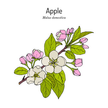 Blossoming Apple Tree Branch Malus Domestica , State Flower Of Michigan