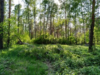 Fototapeta premium forest in spring