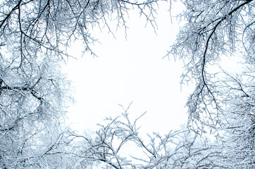 A view from below on top of branches of a trees in snow. Winter forest.