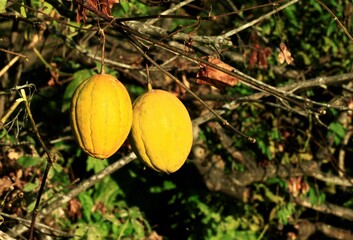 黄色のカラスウリの実