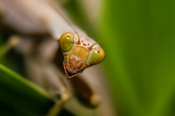 Macro of female mantis or praying mantis.  Green praying mantis, close up