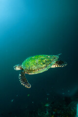 Hawksbill turtle swimming