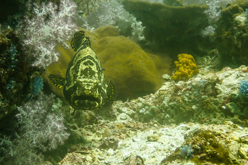 Fototapeta na wymiar Marbled grouper