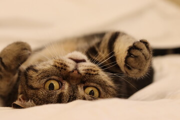 仰向けに寝転んで遊ぶ猫のアメリカンショートヘアブラウンタビー
American shorthair cat lying on his back and playing.