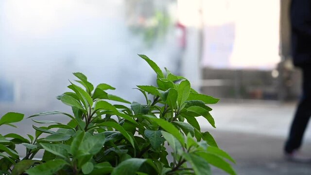 Smoke from aedes aegypti sprayer,Thailand - November 13 ,2020:Fumigate mosquito-killing to prevent disease
