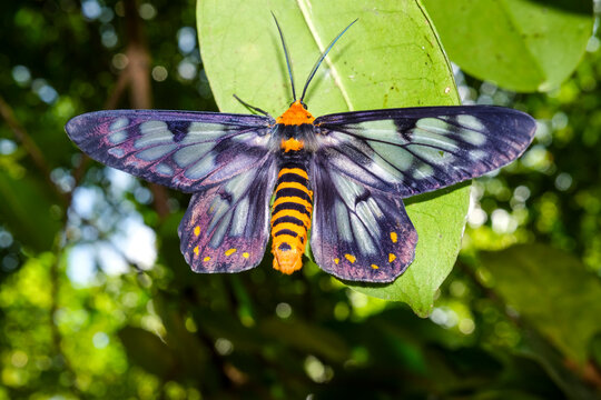 Dysphania fenestrata, also known as a.k.a. Dysphania numana or The Four O'clock Moth Dysphania fenestrata in natural habitat near Darwin in the Northern teritory of Australia.