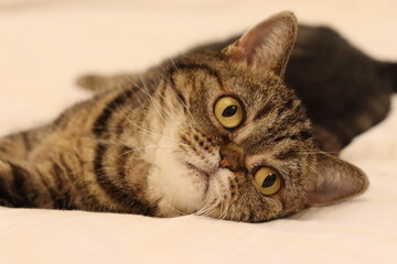 びっくりした表情の猫アメリカンショートヘアブラウンタビー
American shorthair cat with a surprised expression.