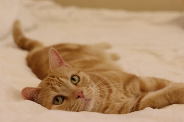 上目遣いで寝転ぶ猫のアメリカンショートヘアレッドタビー
American shorthair cat lying down with sexy eyes.