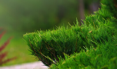 Cossack juniper ( lat. Juniperus sabina). Shearing of the juniper with gardening scissors, Soft focus. Garden art/ design/ landscape. Topiary. Blurred background with juniper.