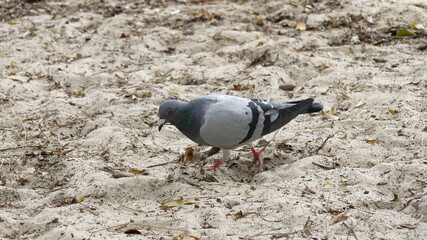 a dove is searching for seed on a beach
