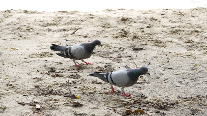 a pair of doves are walking on the beach