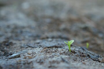 sprout growing in soil