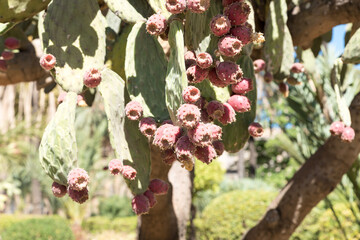 Plant Prickly pear cactus