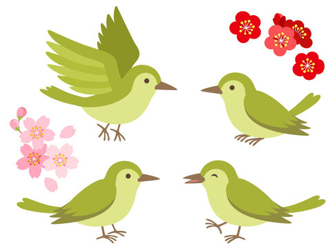 Uguisu Images Browse 10 0 Stock Photos Vectors And Video Adobe Stock