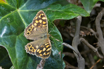 Speckled Wood butterfly (Pararge aegeria ssp. insula) on ivy, St Marys, Isles of Scilly, Cornwall, England, UK.