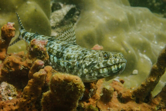 Lezard fish
