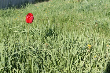 flowers in grass