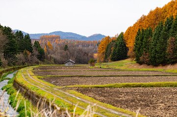 １１月美瑛の秋色風景